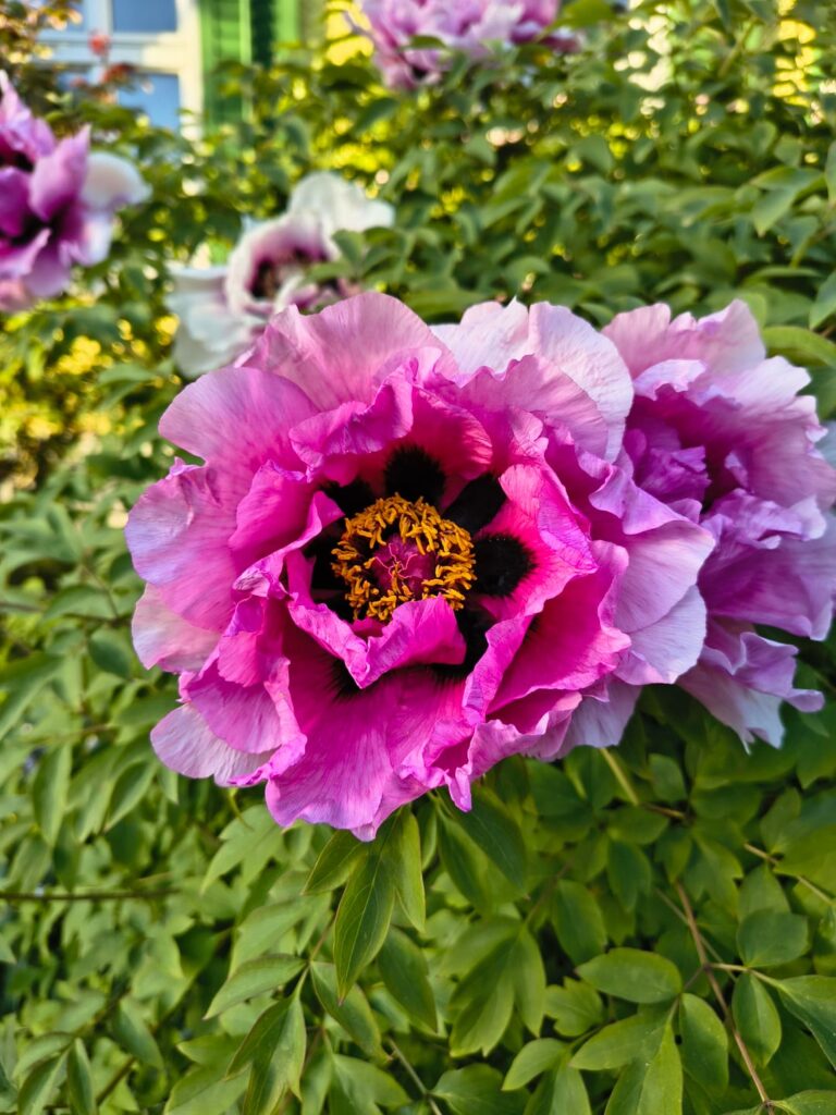 Enjoy the colours
