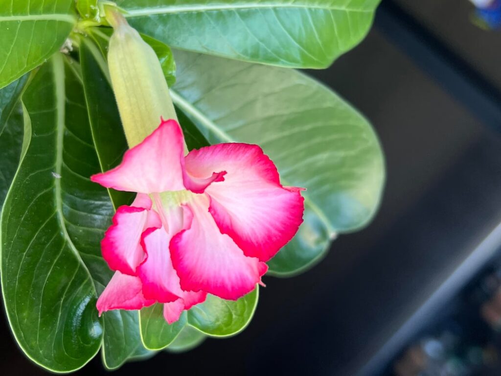 Adenium Obesum Seed and cutting suggestions