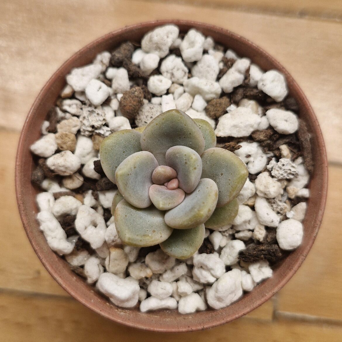 ID please