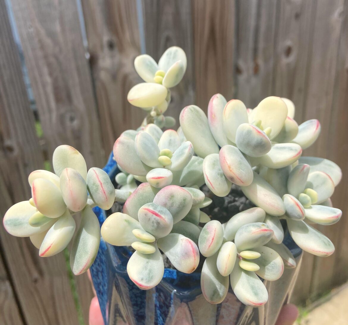 Sharing experience to keep this cotyledon rainbow var baby happy !