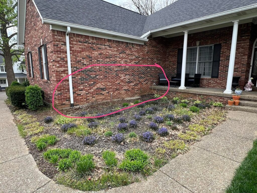 Recommendations for shade tolerant plants/shrubs against the brick wall? Zone 7A Recommendations for shade tolerant plants/shrubs against the brick wall? Zone 7A