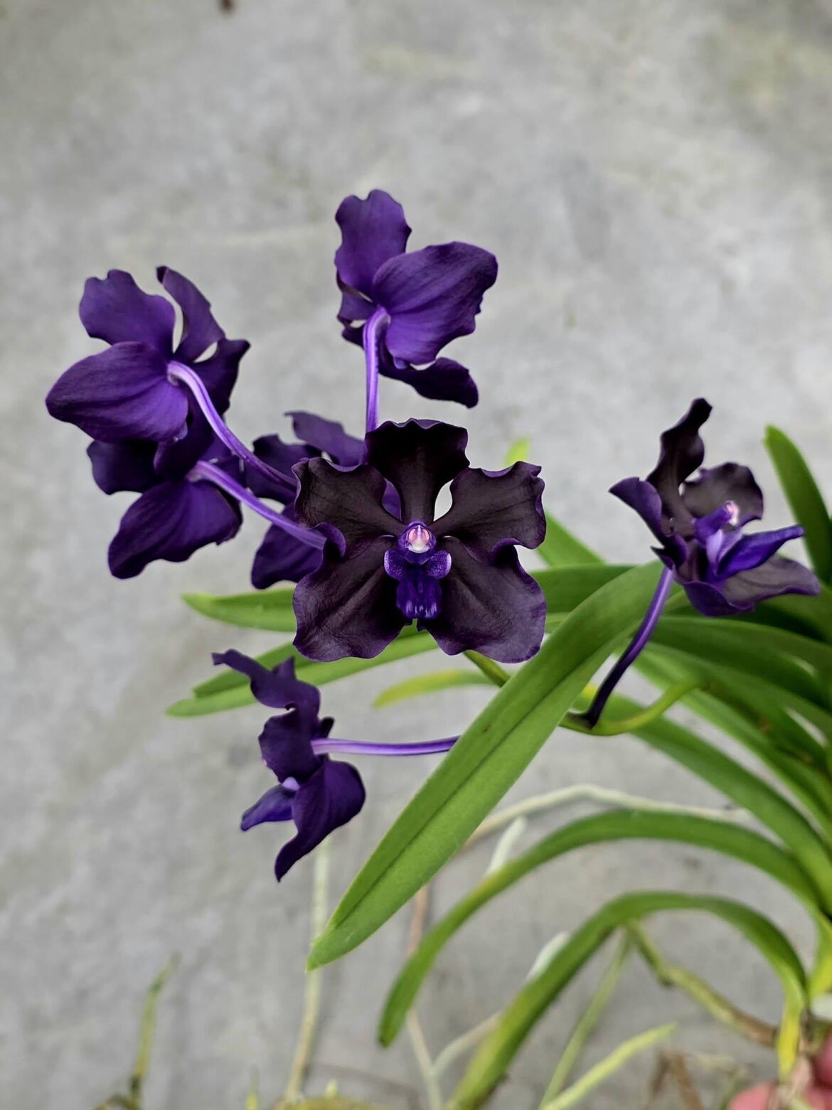My Vanda Black Orchid. mysterious and stunning black orchid energy 🖤🌸
