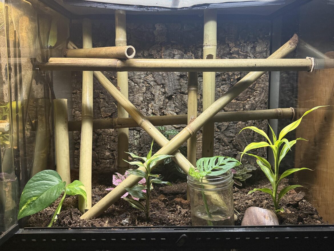 Bamboo for Neon Day Geckos Bamboo for Neon Day Geckos