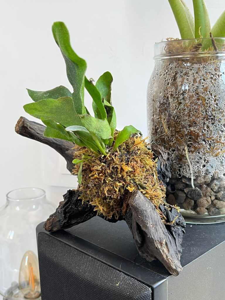 Is my Platycerium upright?
