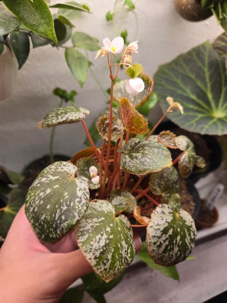 Begonia 'Why So Sparkly'
