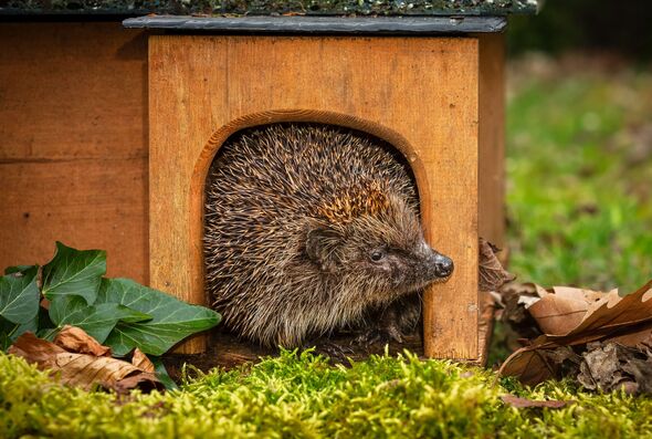 Hedgehog, Scientific name: Erinaceus europaeus. Close up of a wild, adult European hedgehog in Springtime, emerging from his house at dusk, after hibe Hedgehog, Scientific name: Erinaceus europaeus. Close up of a wild, adult European hedgehog in Springtime, emerging from his house at dusk, after hibe