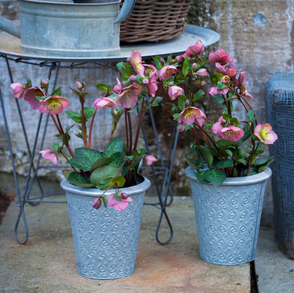 hellebore best winter flowers for pots