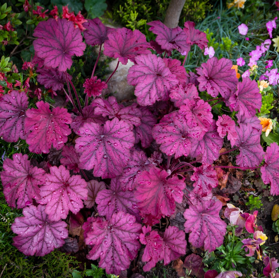 Heuchera heuchera with rain drops