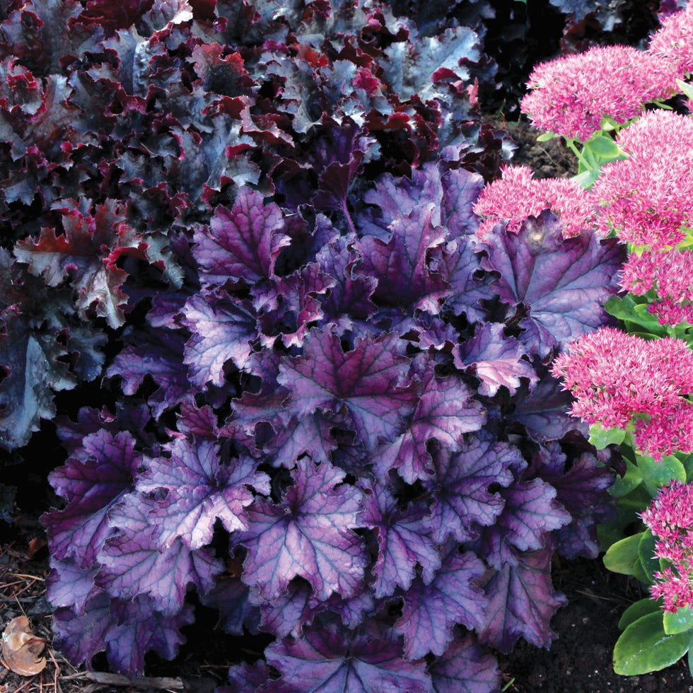 fall color plants heuchera