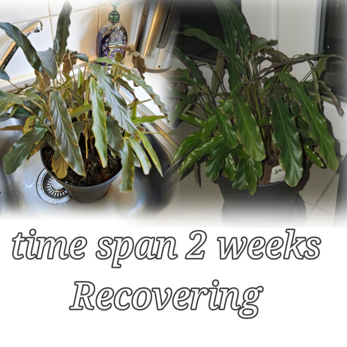 2 weeks