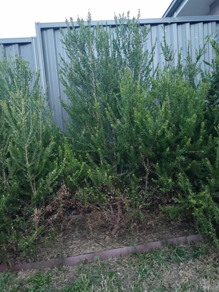 Is this normal? Melaleuca nesophilia "narrow nessie" drying out at the bottom
