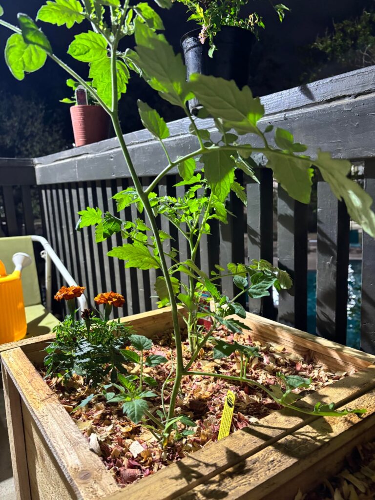 Do my tomato plants look healthy? Do my tomato plants look healthy?
