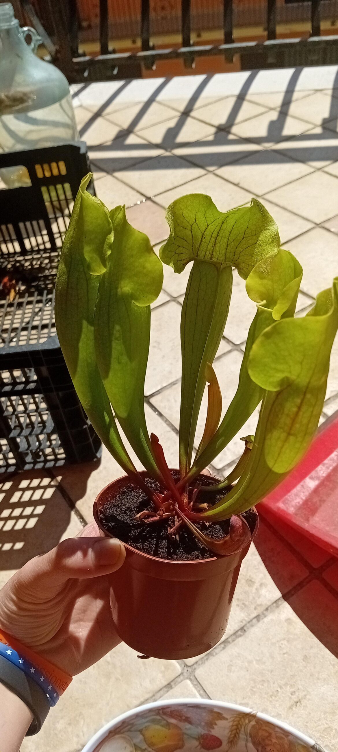 How do i feed this one?