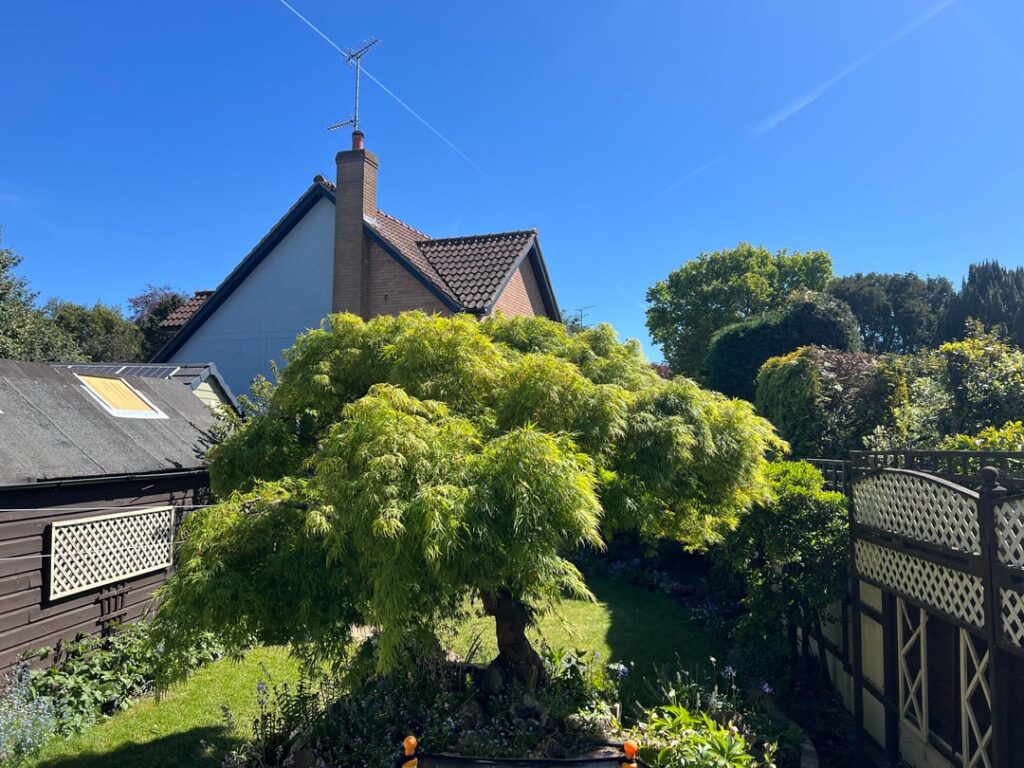 Japanese Maple Acer - Advice please