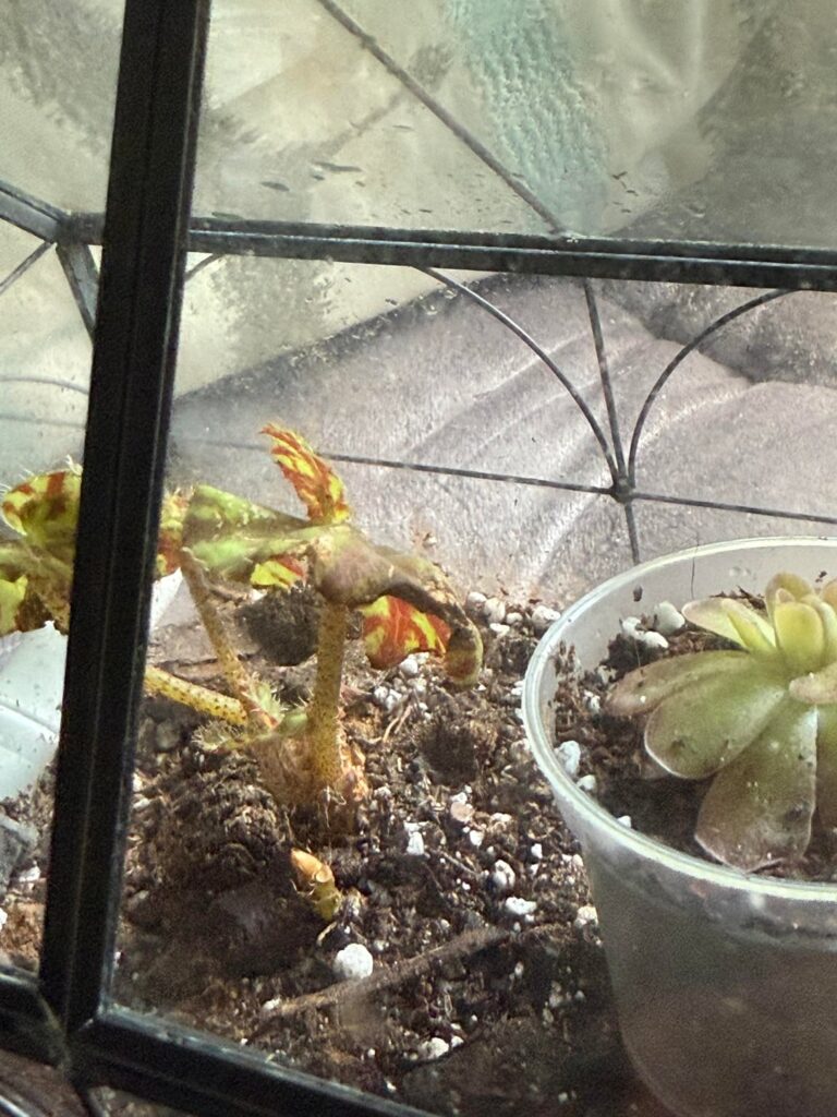 Begonia rex issue