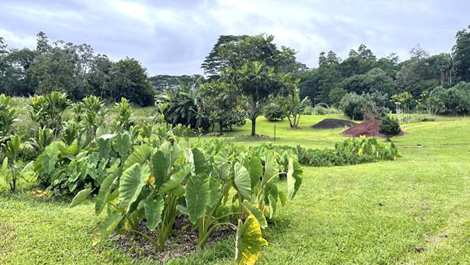 kalo in a garden