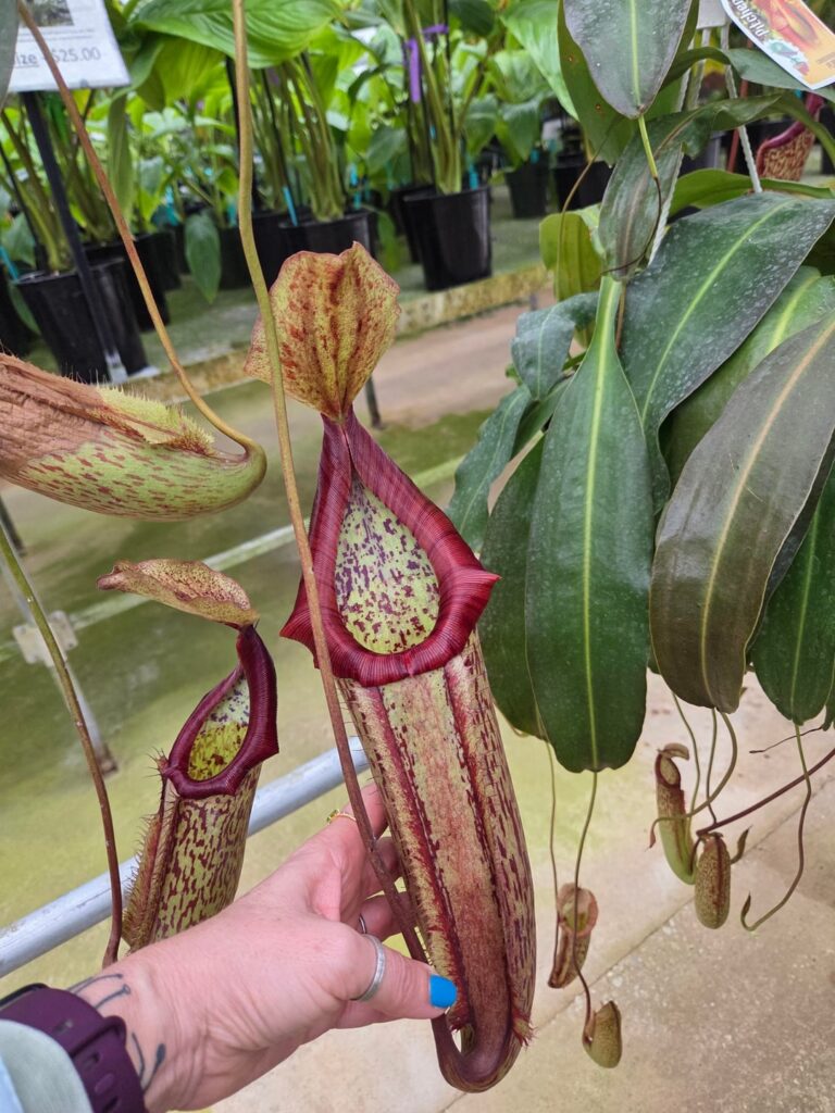 Visited green house in Deland Florida .