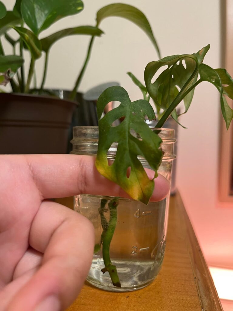 Swiss cheese propagation yellowing