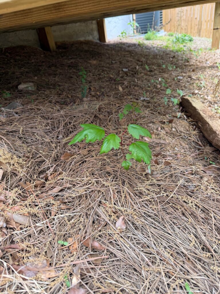 Is all of this poison ivy?