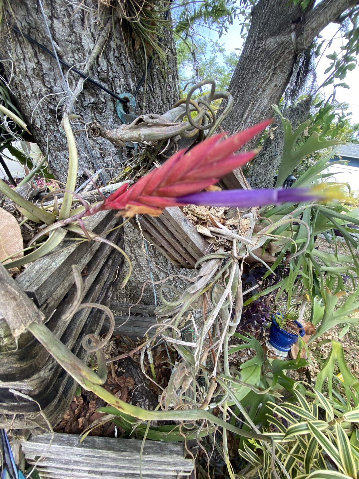 Florida native