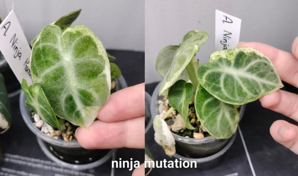 Am I going insane or are these two the same?
