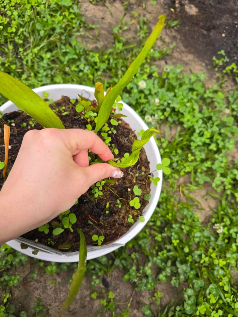Spiral leaves?