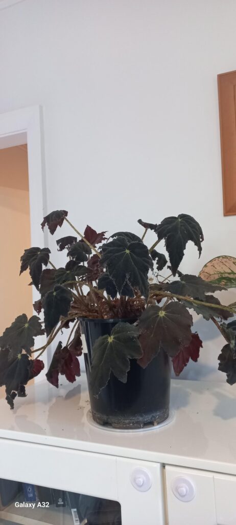 Droopy begonia? Are they ment to look like this?