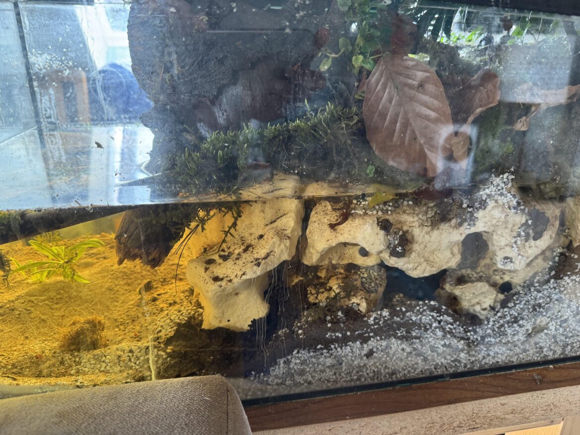Tank to “paludarium” conversion Tank to “paludarium” conversion