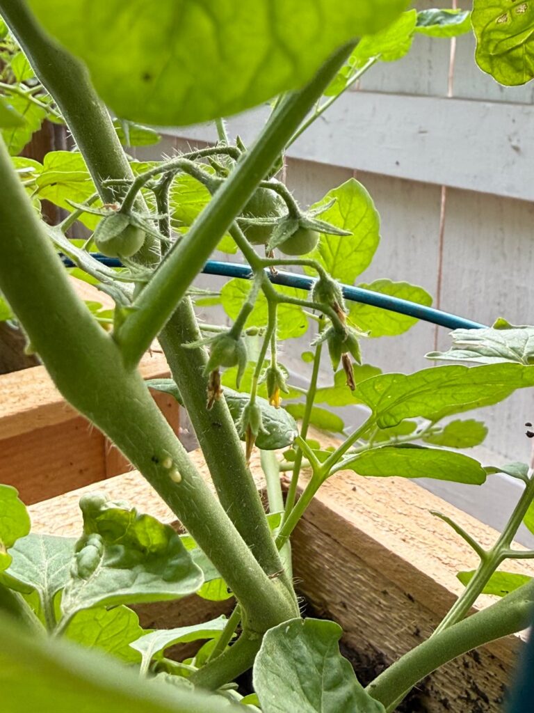 wanted to show off my first borns of the season and realized I have aphids…. EVERYWHERE!!!!