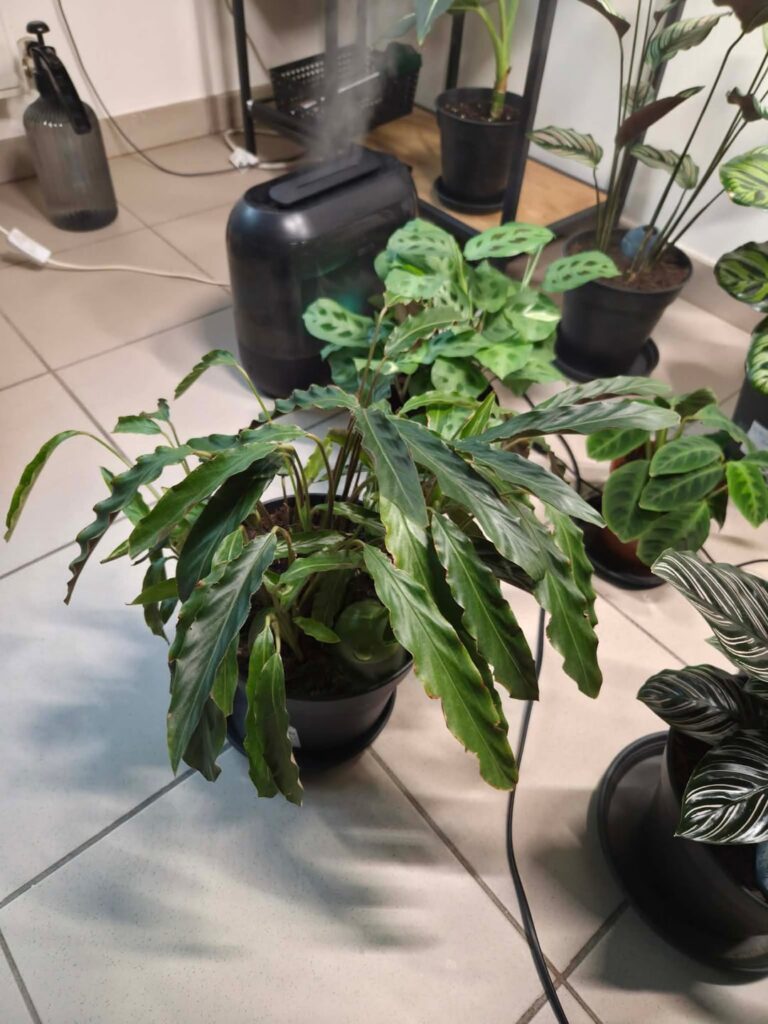 Calathea rufibarba