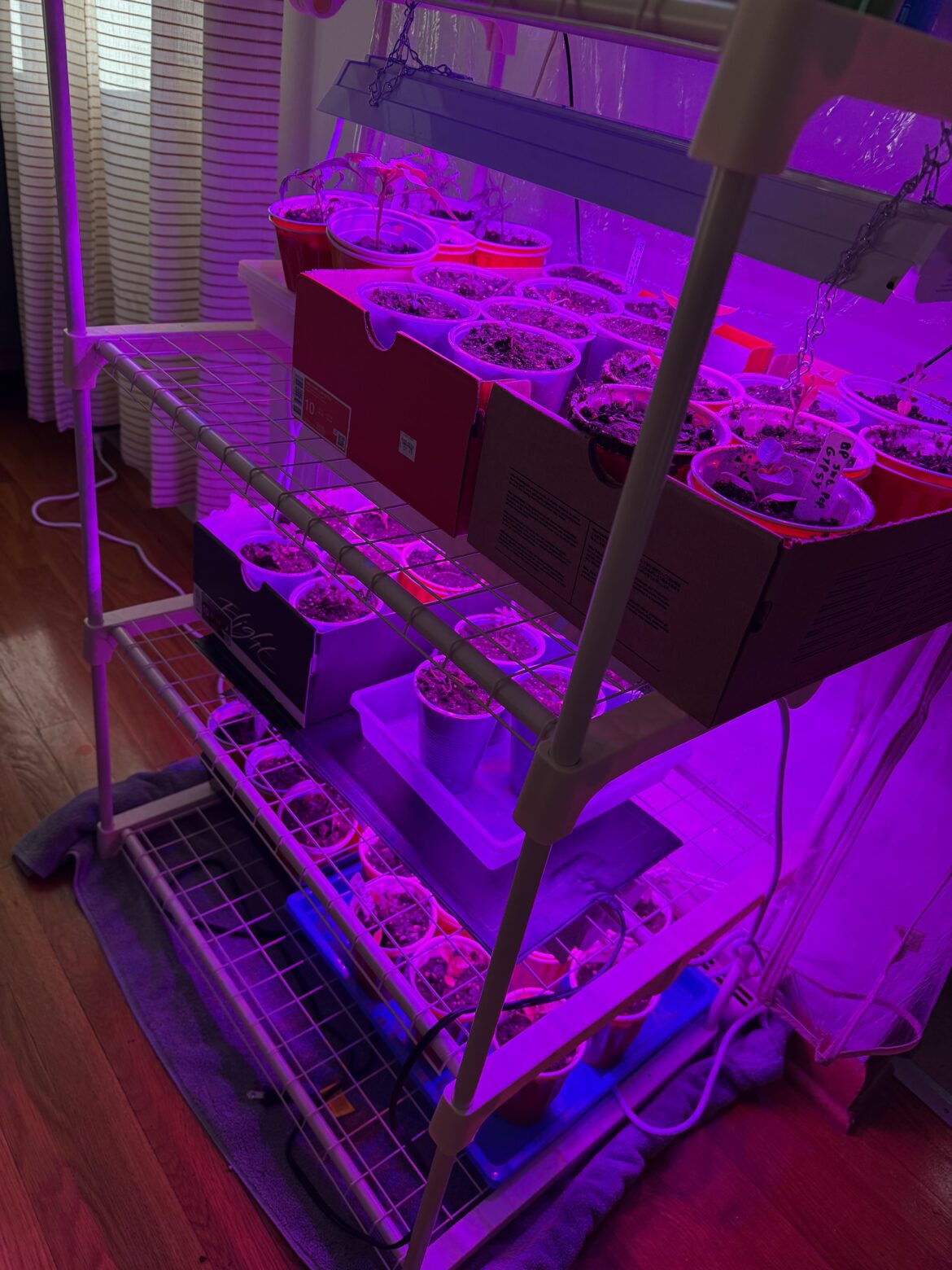 Shoeboxes make perfect cheap containers for moving solo cup seedlings around