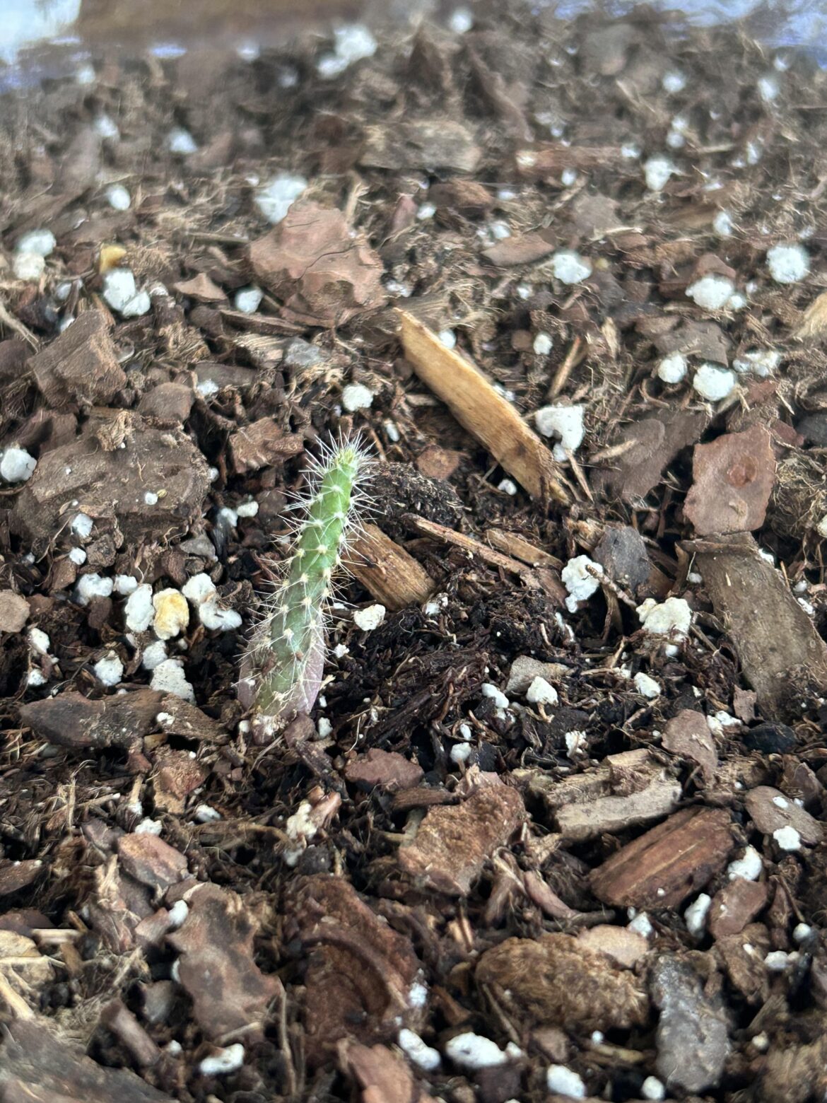Found this dude growing amongst my potted green onions. Gave him his own pot.