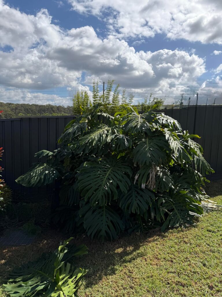 How to handle cutting back the monstera in my backyard How to handle cutting back the monstera in my backyard