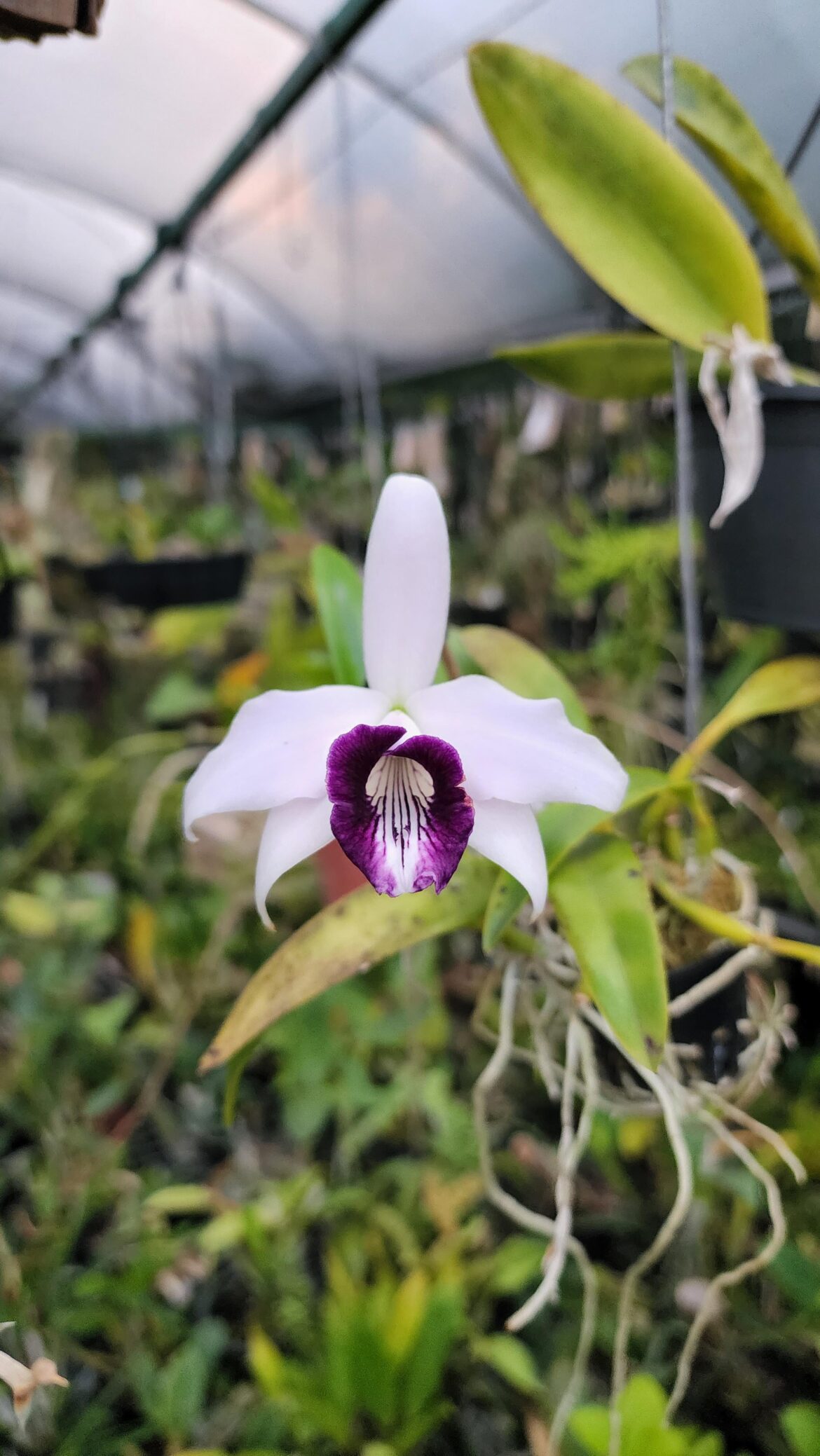 Cattleya bicalhoi "coerulea"