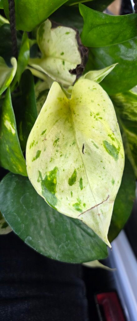 Newest pothos to the family
