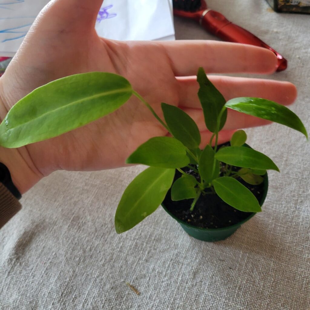 What now? Queen Anthurium