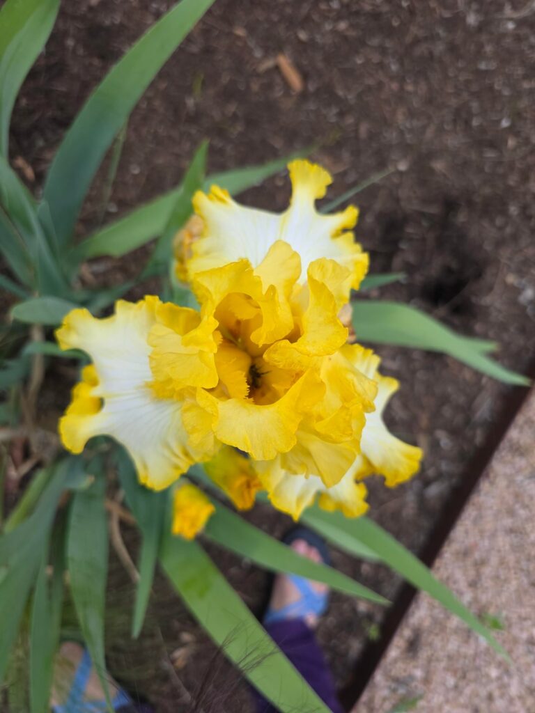 Bee sleeping in flower :)))