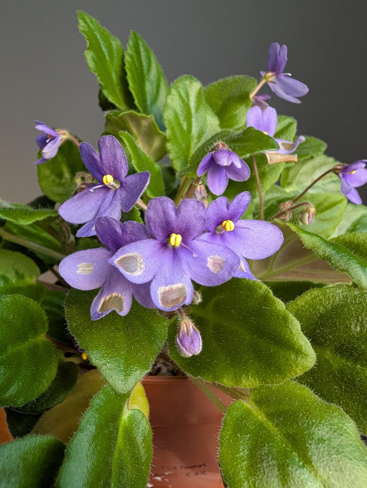 What can cause transparent petals?