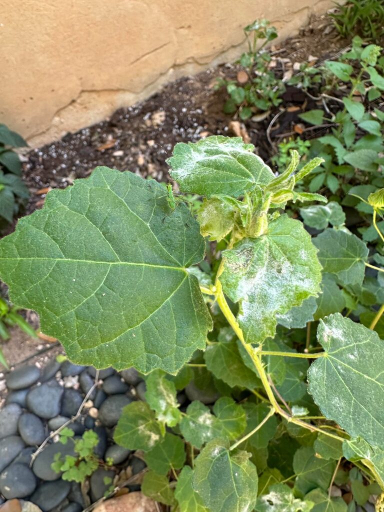 What’s your with my Rock Rose?