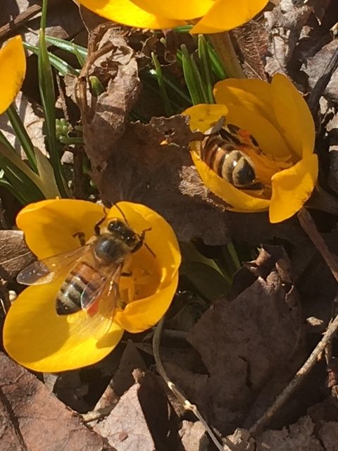 Consider plants for pollinators in your garden Consider plants for pollinators in your garden