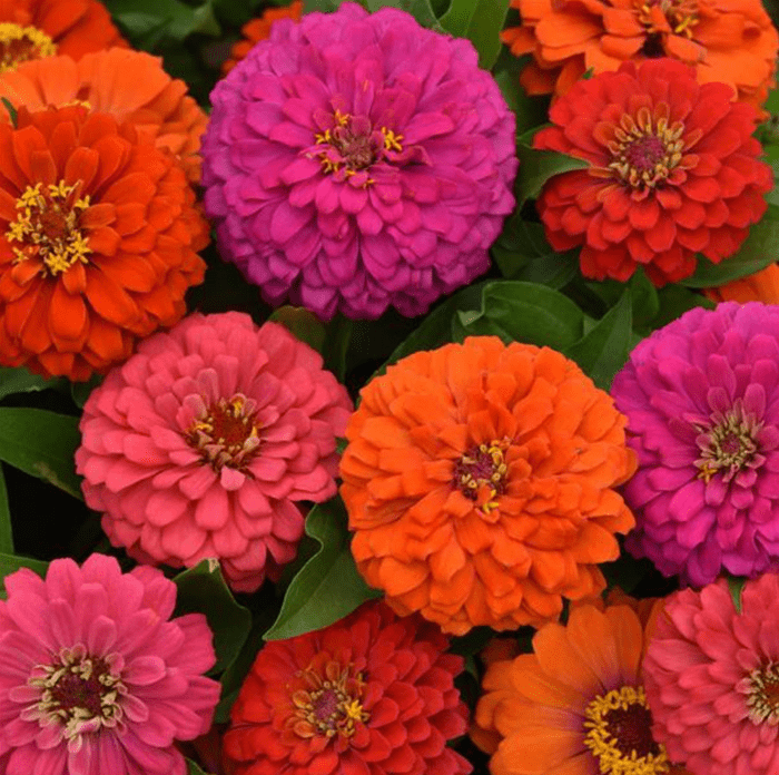 Hot Mixture Zinnia