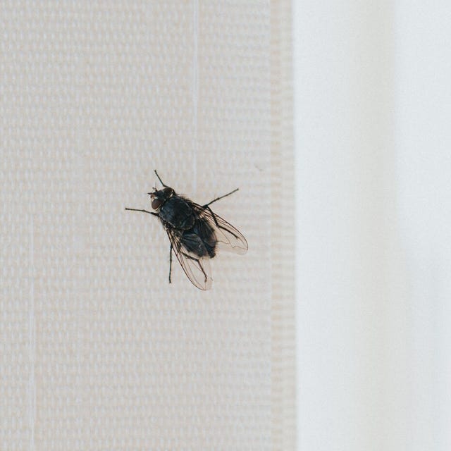 a close up of a fly