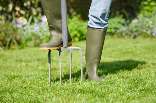 Woman aerating the garden lawn with a digging fork Woman aerating the garden lawn with a digging fork