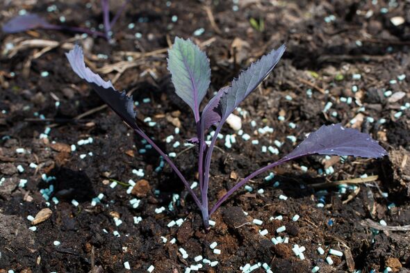 Vegetable (red cabbage) seedling being protected from slugs and snails with slug pellets. (The slug pellets are organically approved ferric phosphate 
