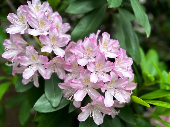 evergreen rhododendron bush evergreen rhododendron bush