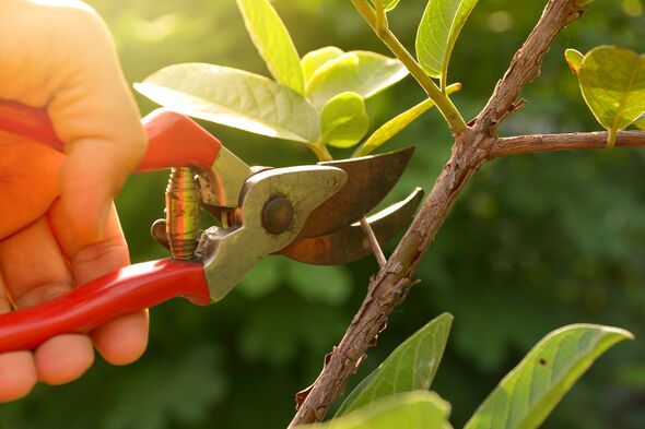 gardener pruning trees with pruning shears on nature background. gardener pruning trees with pruning shears on nature background.