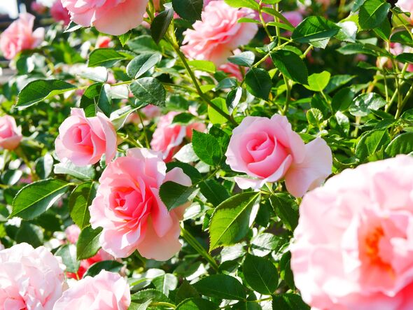 Rose garden on a sunny day Rose garden on a sunny day