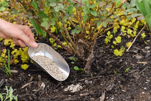 Person's hand spreading plant fertilizer under a rose bush with a scoop in a spring garden Person's hand spreading plant fertilizer under a rose bush with a scoop in a spring garden