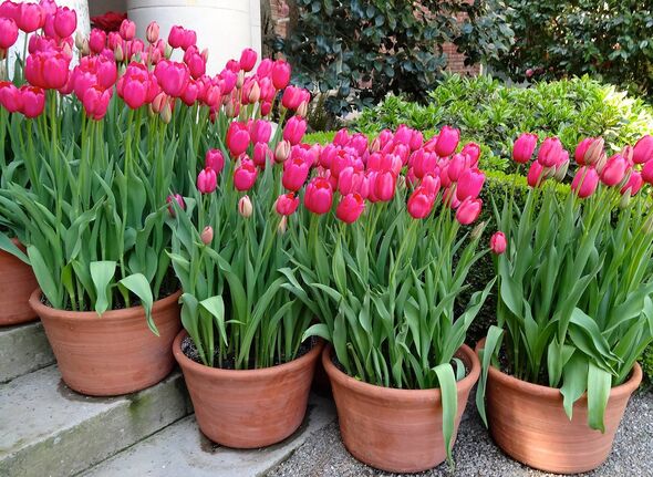 A row of pink tulips in pots up some stairs A row of pink tulips in pots up some stairs