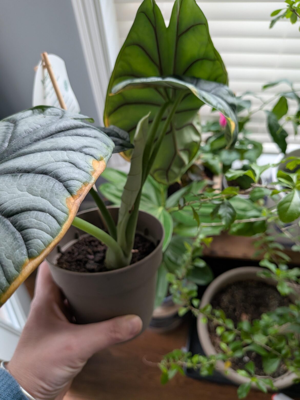 New plant, had this from nursery
